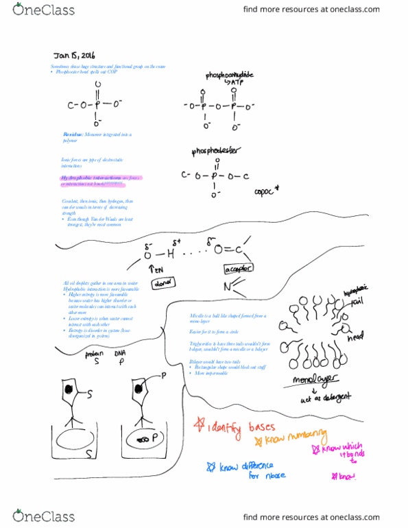 BIOCH200 Lecture Notes - Lecture 1: Belaying, Phosphodiester Bond, Uch thumbnail