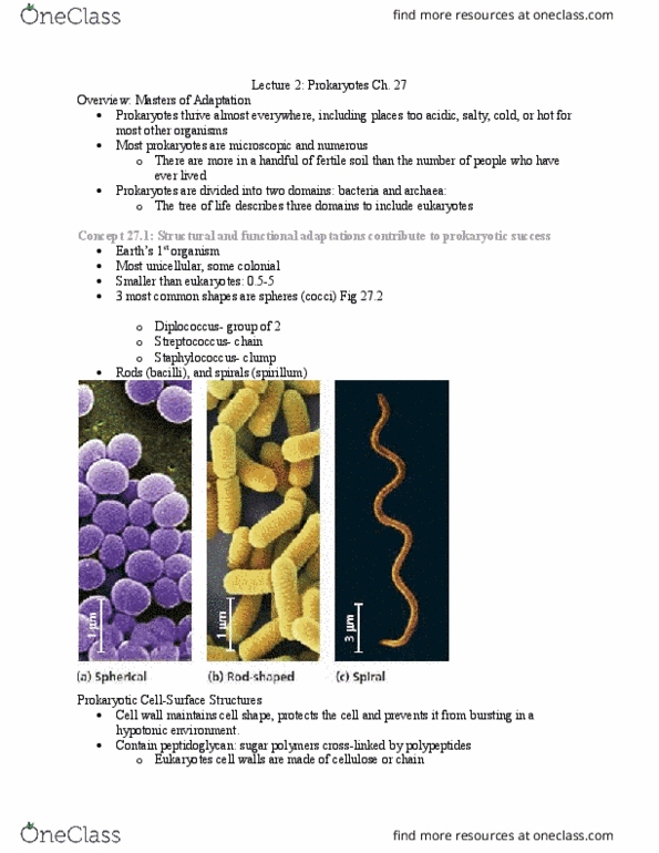 01:119:115 Lecture Notes - Lecture 2: Crystal Violet, Gram Staining, Bacterial Capsule thumbnail