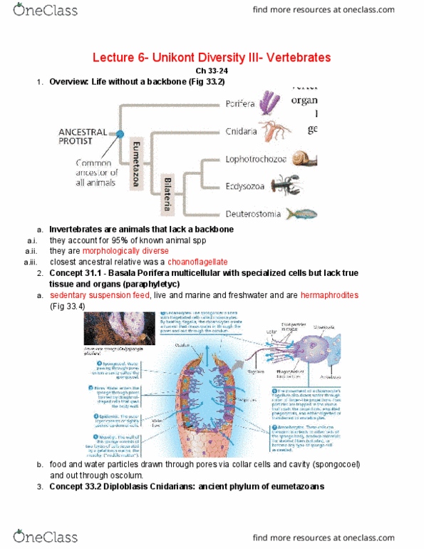 01:119:115 Lecture Notes - Lecture 6: Hirudo Medicinalis, Gastrovascular Cavity, Circulatory System thumbnail