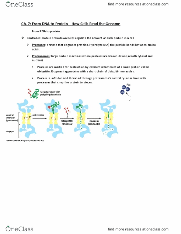 CAS NE 102 Lecture Notes - Lecture 6: Polyadenylation, Ascl1, Chromatin thumbnail