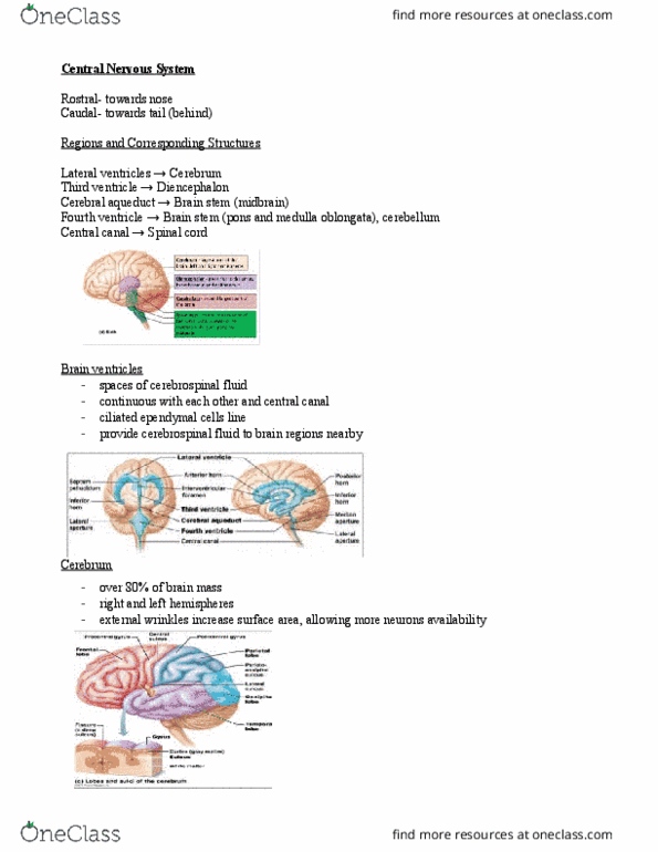 APK 2100C Lecture Notes - Lecture 10: Pituitary Gland, Third Ventricle, Auditory Cortex thumbnail