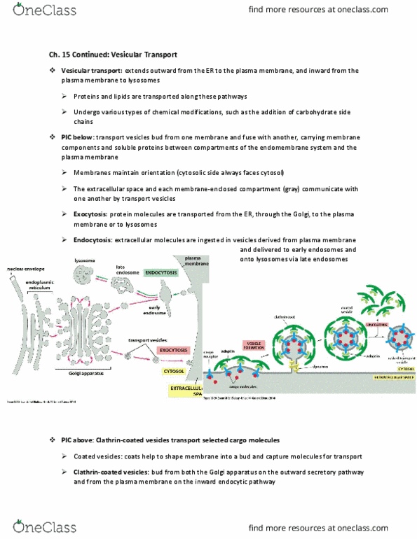 CAS NE 102 Lecture Notes - Lecture 10: Exocytosis, Endomembrane System, Nuclear Membrane thumbnail