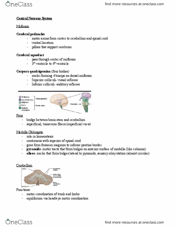 APK 2100C Lecture Notes - Lecture 10: Hypothalamus, Kingdom Of Sine, Diencephalon thumbnail