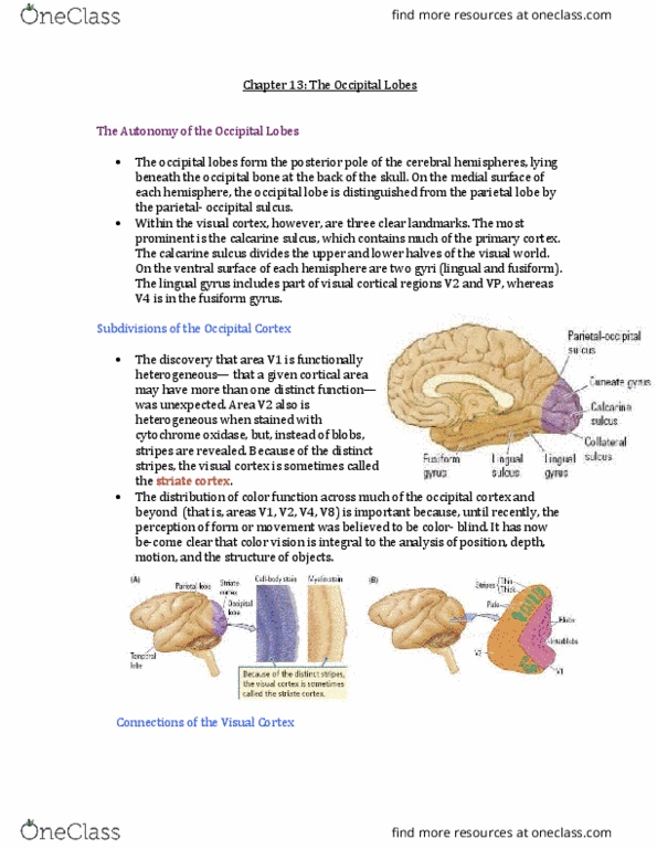 PSYB65H3 Chapter Notes - Chapter 13-14: Dyscalculia, Proprioception, Tempora thumbnail