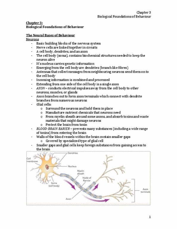 Psychology 1000 Chapter Notes - Chapter 3: Peripheral Nervous System, Antipsychotic, Optic Chiasm thumbnail