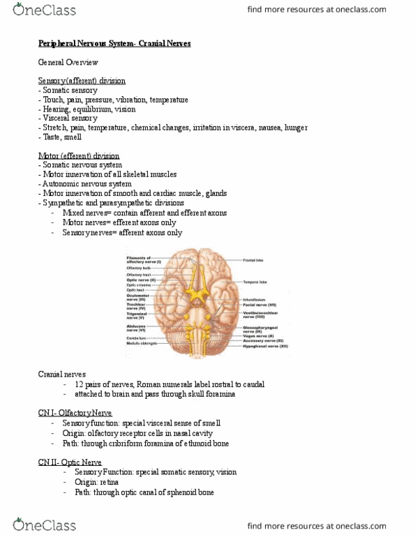 APK 2100C Lecture Notes - Lecture 11: Hypoglossal Nerve, Olfactory Bulb, Medulla Oblongata thumbnail