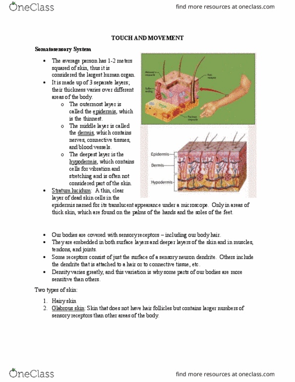 PSY290H5 Lecture Notes - Lecture 6: Dorsal Root Ganglion, Lamellar Corpuscle, Secondary Somatosensory Cortex thumbnail