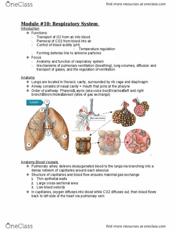 Physiology 2130 Lecture Notes - Lecture 10: Pulmonary Surfactant, Breathing, Intrapleural Pressure thumbnail