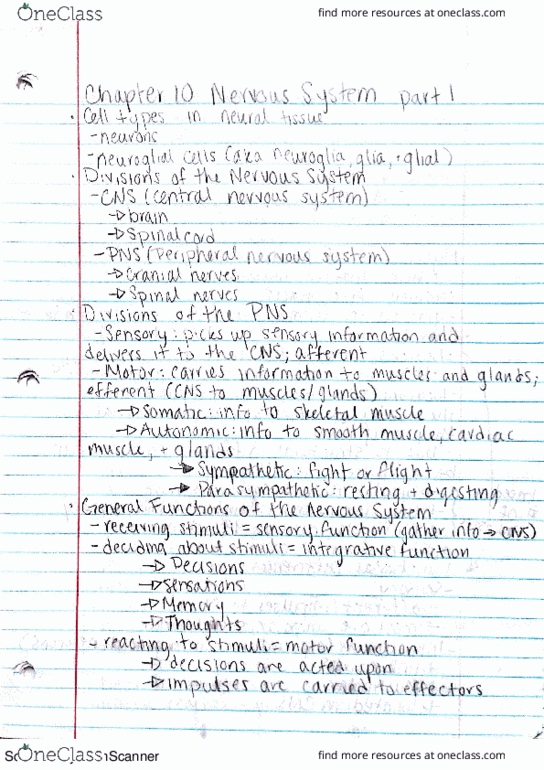 01:119:127 Lecture Notes - Lecture 15: Clindamycin, Spinal Nerve, Neuroglia thumbnail