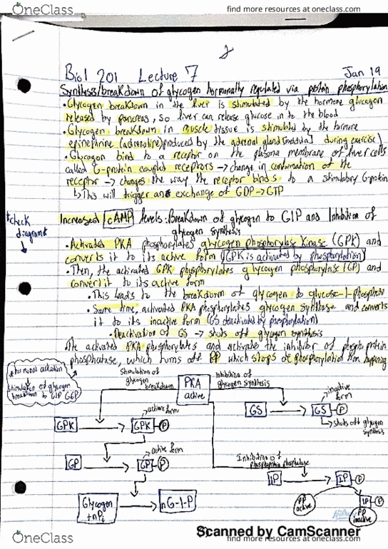 BIOL 201 Lecture Notes - Lecture 7: Ciclosporin, List Of Inuyasha Characters, Decarboxylation thumbnail