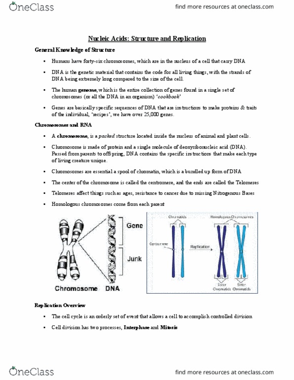 Biology 1001A Lecture Notes - Lecture 1: Single-Strand Dna-Binding Protein, Dna Ligase, Dna Polymerase I thumbnail