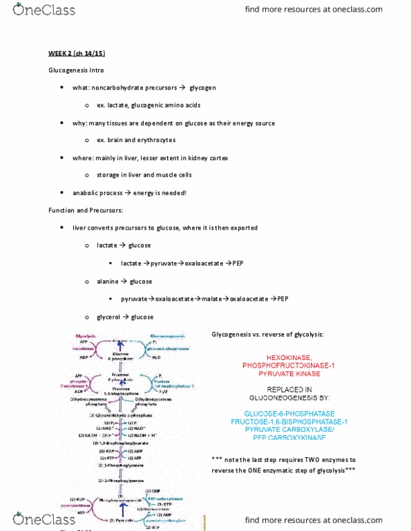 BCHM 316 Chapter Notes - Chapter 14,15: Phosphorylase, Uridine, Phosphorylase Kinase thumbnail
