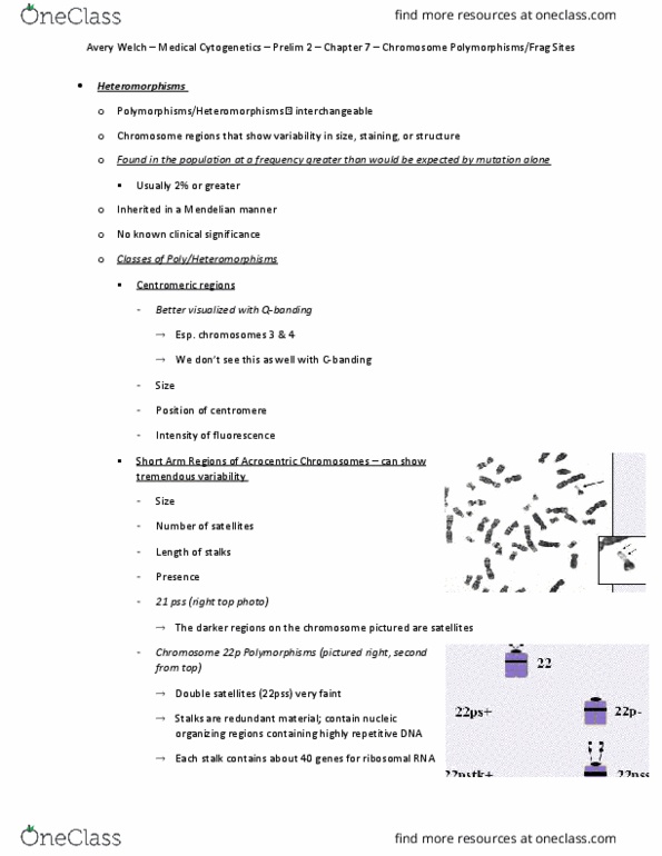 DGS 3222 Chapter Notes - Chapter 7: Type B Cipher Machine, Constitutive Heterochromatin, Cytogenetics thumbnail