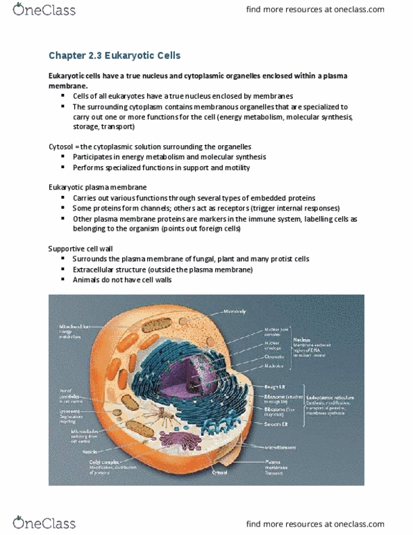 BIO 1140 Chapter Notes - Chapter 2: Cilium, Microfilament, Phagocytosis thumbnail
