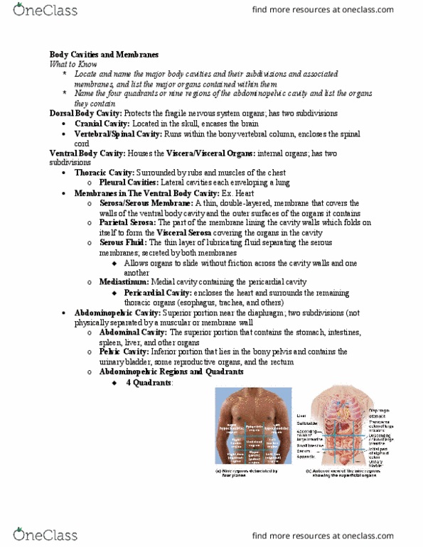 HAN 200 Chapter Notes - Chapter 1: Pericardium, Hip Bone, Abdominopelvic Cavity thumbnail