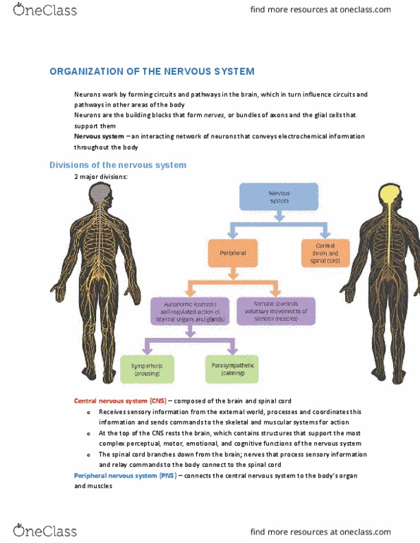 PSYA01H3 Chapter Notes - Chapter 3: Autonomic Nervous System, Neuroglia, Peripheral Nervous System thumbnail
