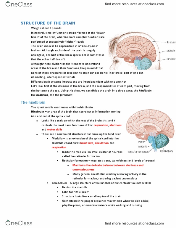 PSYA01H3 Chapter Notes - Chapter 3: Reticular Formation, Hindbrain, Midbrain Tectum thumbnail