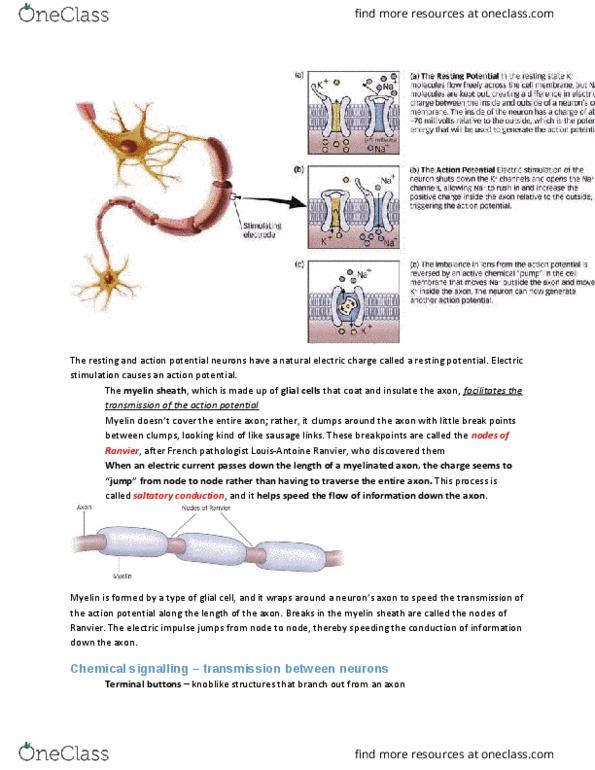 PSYA01H3 Chapter Notes - Chapter 3: Myelin, Saltatory Conduction, Functional Electrical Stimulation thumbnail