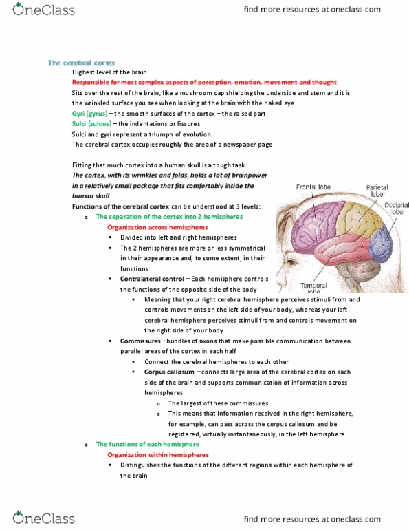PSYA01H3 Chapter Notes - Chapter 3: Occipital Lobe, Parietal Lobe, Corpus Callosum thumbnail