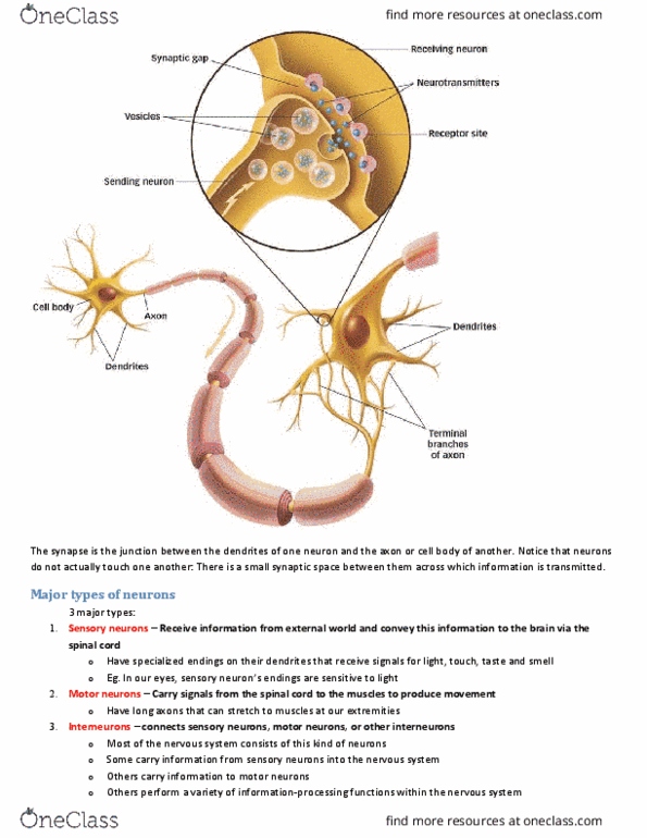 PSYA01H3 Chapter Notes - Chapter 3: Mirror Neuron, Sensory Neuron, Parietal Lobe thumbnail