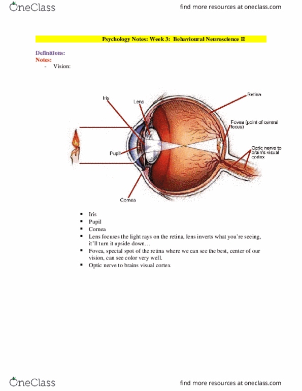 PSYCH101 Lecture Notes - Lecture 3: Oval Window, Visual Cortex, Semicircular Canals thumbnail