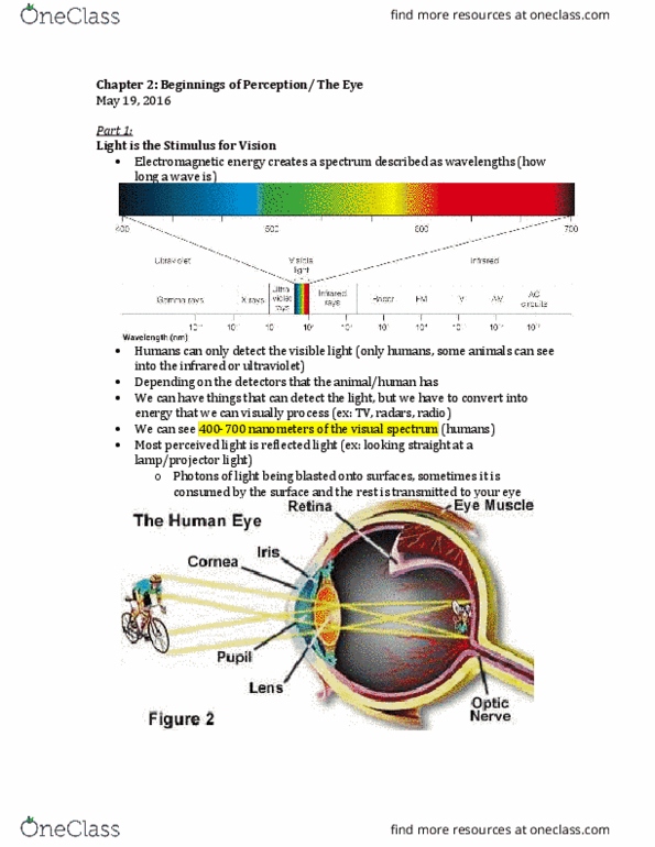 Psychology 2115A/B Lecture Notes - Lecture 2: Retinal Pigment Epithelium, Ciliary Muscle, Table Tennis thumbnail