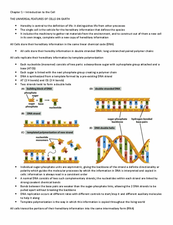 BIO130H1 Chapter Notes - Chapter 1: Noncoding Dna, Mycoplasma Genitalium, Dna Replication thumbnail