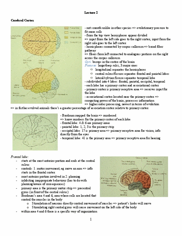 PSYB65H3 Lecture Notes - Lecture 2: Postcentral Gyrus, Occipital Lobe, Parietal Lobe thumbnail