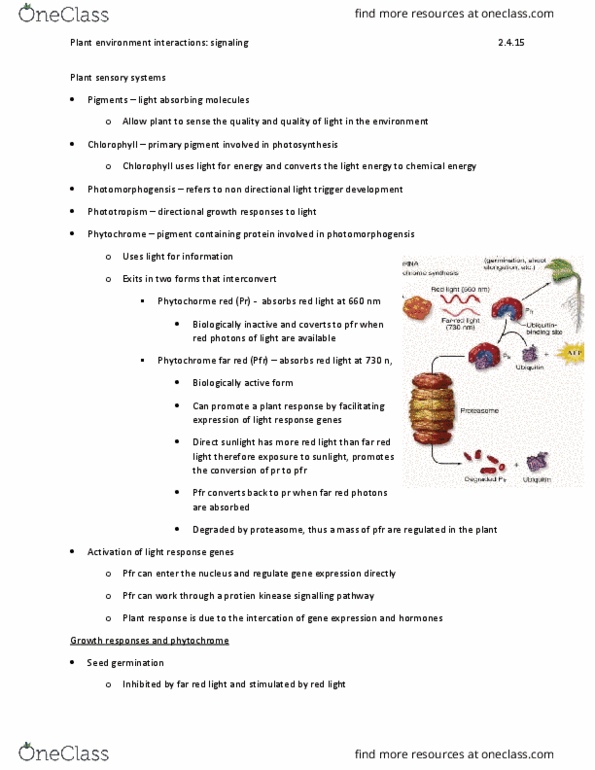 BIOL 1105 Lecture Notes - Lecture 2: Axillary Bud, Oligosaccharide, Phloem thumbnail