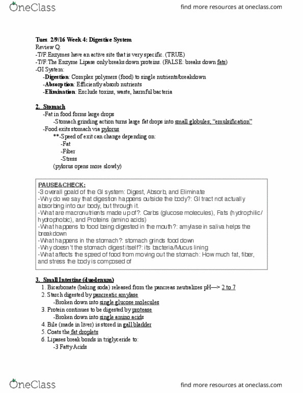 KIN 110 Lecture Notes - Lecture 6: Triglyceride, Bicarbonate, Emulsion thumbnail