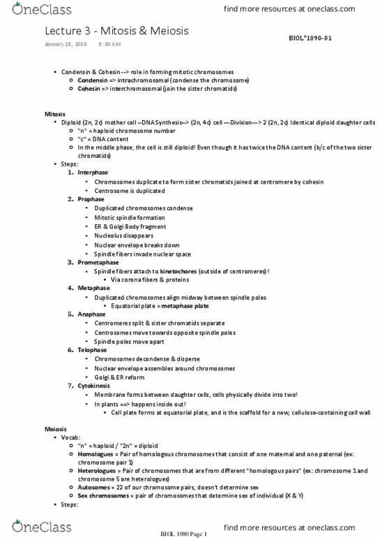 BIOL 1090 Lecture Notes - Lecture 3: Synapsis, Synaptonemal Complex, Chromatin thumbnail