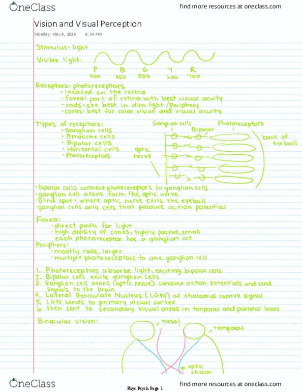 PSYC 3341 Lecture 7: Vision and Visual Perception thumbnail