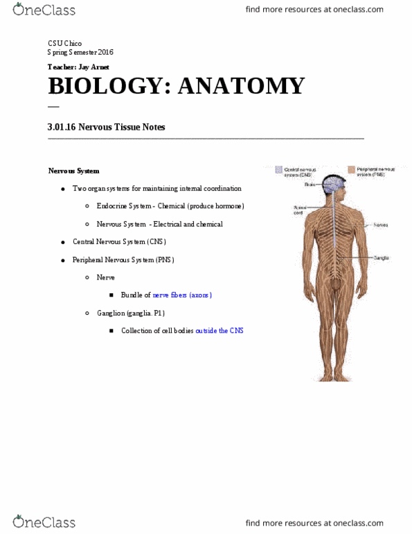 BIOL 103 Lecture Notes - Lecture 4: Glycolipid, Neuromuscular Junction, Multiple Sclerosis thumbnail