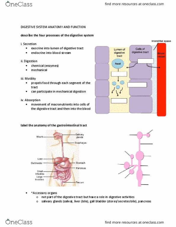 Physiology 2130 Lecture Notes - Lecture 2: Medulla Oblongata, Hemoglobin, Starch thumbnail