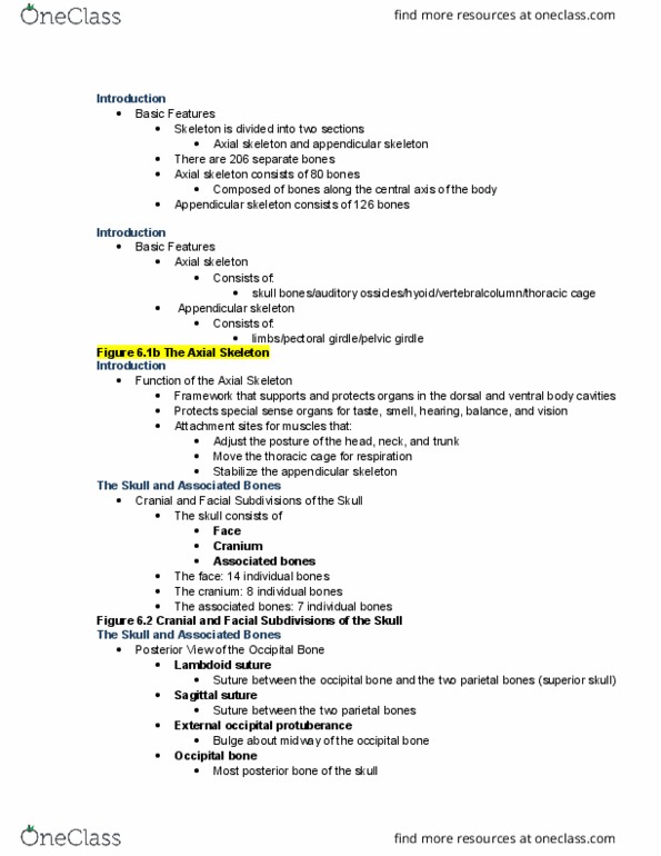 BIOL 2013 Lecture Notes - Lecture 6: Kyphosis, Coccyx, Condyloid Process thumbnail