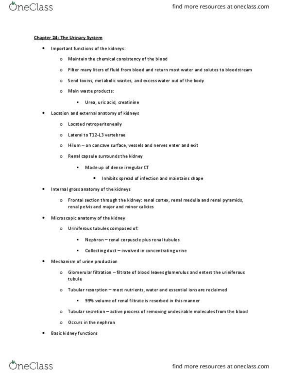 BIOL 2021 Lecture Notes - Lecture 16: Straight Arterioles Of Kidney, Peritubular Capillaries, Urination thumbnail