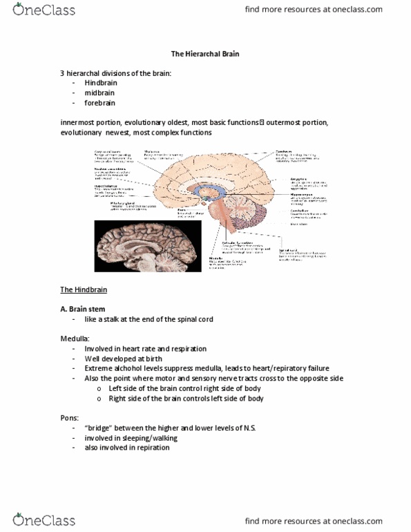 Psychology 1000 Lecture Notes - Lecture 6: Corpus Callosum, Brainstem, Fetal Alcohol Spectrum Disorder thumbnail