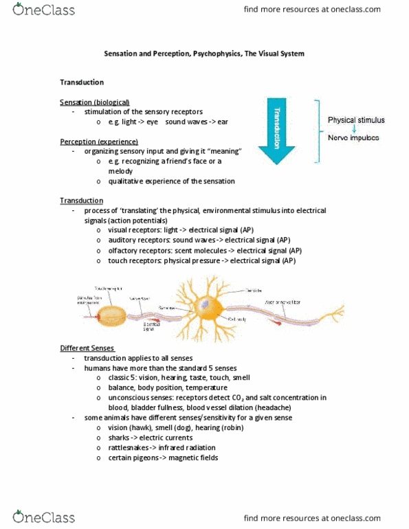 Psychology 1000 Lecture Notes - Lecture 9: Thalamus, Reticular Formation, Ganglion Cell thumbnail