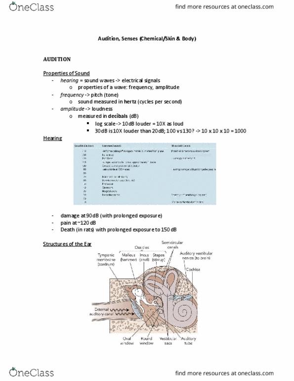 Psychology 1000 Lecture Notes - Lecture 11: Visual Cortex, Limbic System, Olfactory Bulb thumbnail