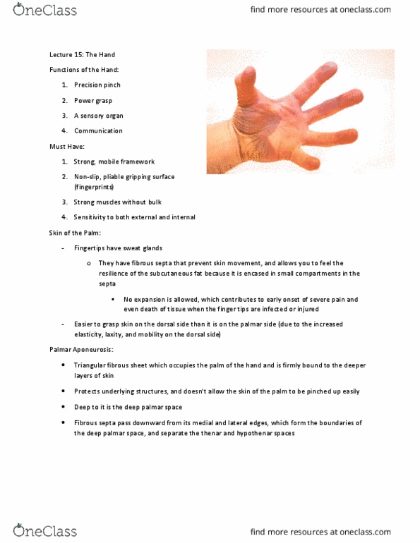 KIN100 Lecture Notes - Lecture 15: Thenar Eminence, Palmar Plate, Abductor Digiti Minimi Muscle Of Hand thumbnail
