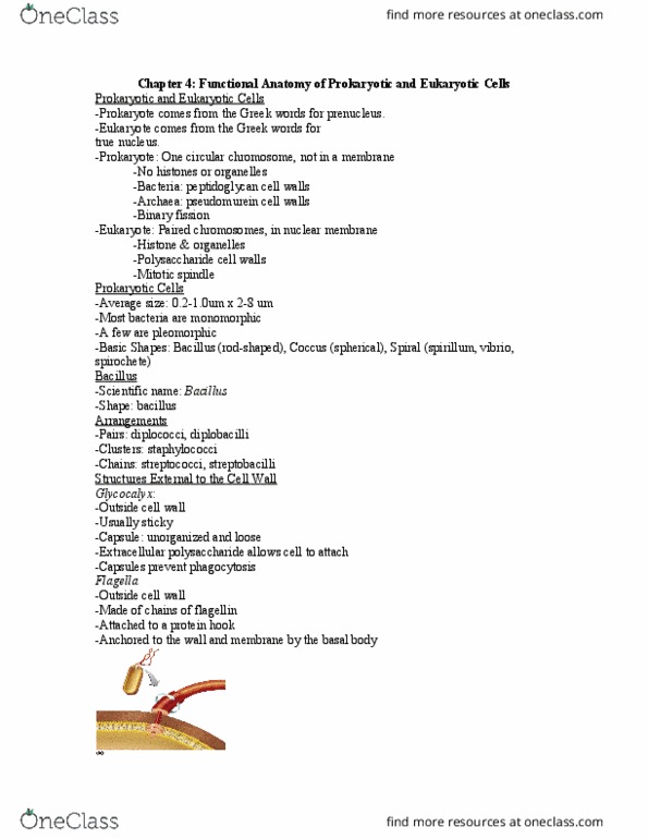 BSC 242 Lecture Notes - Lecture 4: Osmotic Pressure, Streptococcus, Clostridium thumbnail