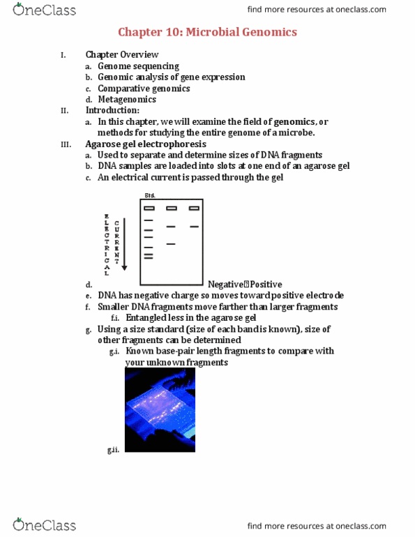 BIOL 2051 Lecture Notes - Lecture 10: Microorganism, Agarose Gel Electrophoresis, Oligonucleotide thumbnail