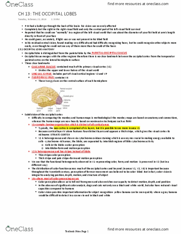 PSYCH 2NF3 Chapter Notes - Chapter 13: Posterior Parietal Cortex, Superior Temporal Sulcus, Inferior Temporal Gyrus thumbnail