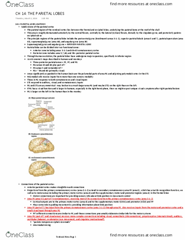 PSYCH 2NF3 Chapter Notes - Chapter 14: Posterior Parietal Cortex, Postcentral Gyrus, Supramarginal Gyrus thumbnail