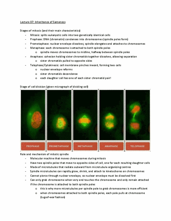 Biology 1001A Lecture Notes - Sister Chromatids, Spindle Apparatus, Nuclear Membrane thumbnail