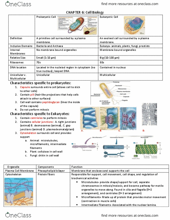 BSC 2010 Chapter 6: Chapter 6 Cell Organelles thumbnail
