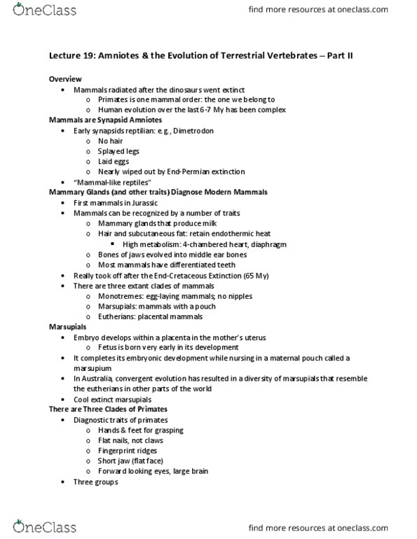 BSC 116 Lecture Notes - Lecture 19: Homo Erectus, Neanderthal, Homo Ergaster thumbnail