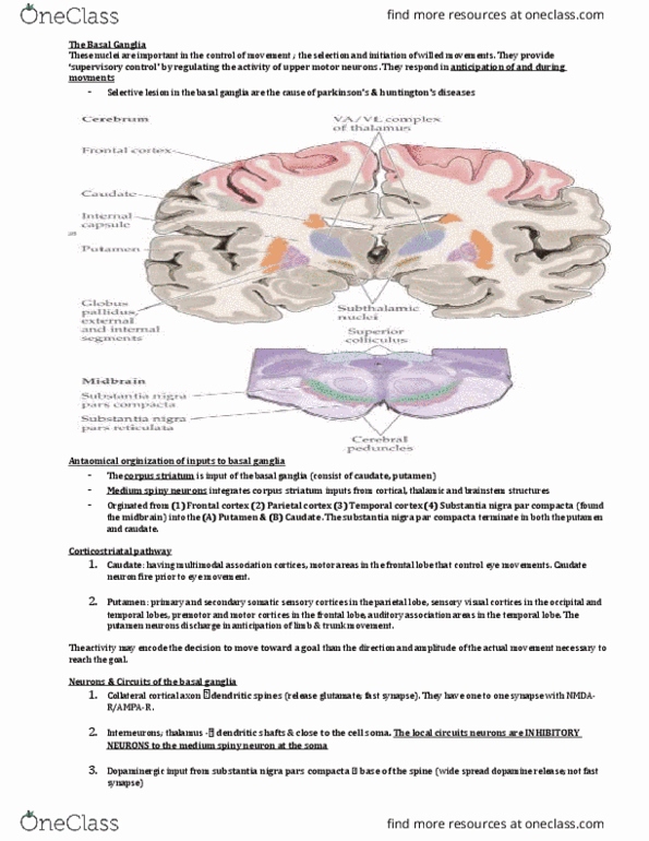 HSC 350 Lecture Notes - Lecture 11: Pars Compacta, Medium Spiny Neuron, Substantia Nigra thumbnail