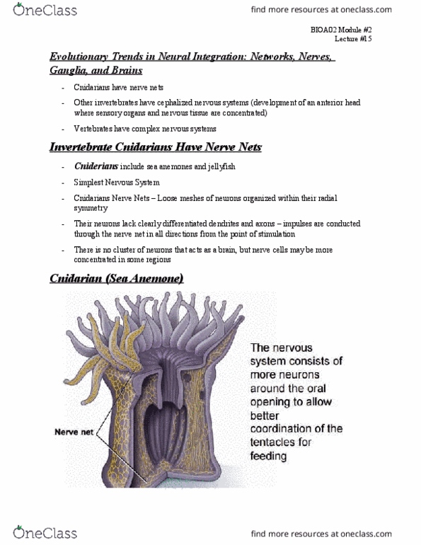 BIOA02H3 Lecture Notes - Lecture 15: Ventral Nerve Cord, Peripheral Nervous System, Nerve Net thumbnail