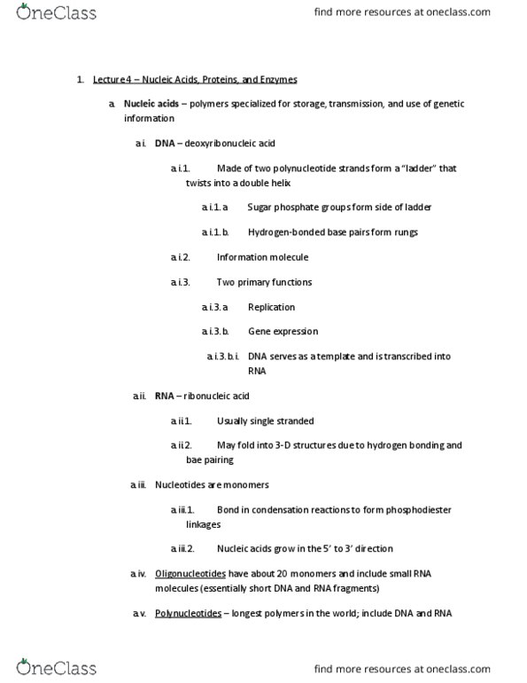 BSC 2010 Lecture Notes - Lecture 4: Hydrogen Bond, Polynucleotide, Cell Nucleus thumbnail